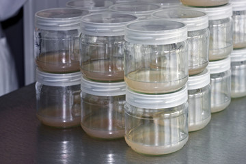 Meristem tissue culture laboratory for plant growing.