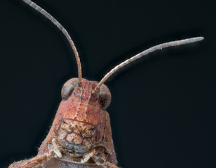 Macrophotographie d'un insecte:Oedipode rouge (Oedipoda germanica)