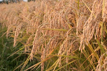 Campo di riso 