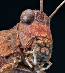 Macrophotographie d'un insecte: Oedipode rouge (Oedipoda germanica)