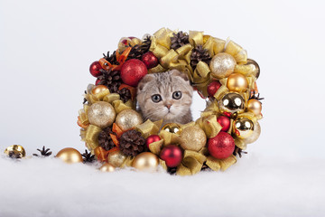 Кошка и рождественский венок - obrazy, fototapety, plakaty