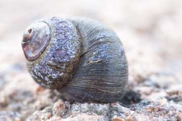 abstruct photo of old black damaged spiral snail shell