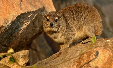 Rock hyrax in the beautiful nature habitat, Procavia capensis, wild africa, african wildlife, trees and rocks places, small mammals