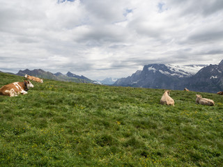 Vacas en el prado de Männlichen , Suiza en el verano de 2016 OLYMPUS DIGITAL CAMERA
