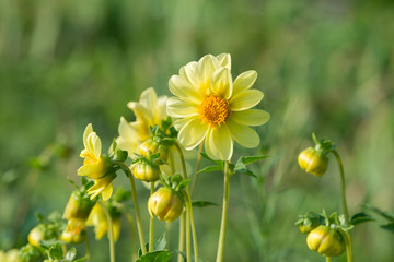 Flower of yellow dahlia