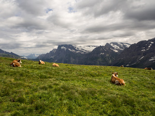 Fototapeta premium vacas en Männlichen en Suiza verano 2016 OLYMPUS DIGITAL CAMERA