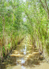 Obraz premium The canal lined with mangrove forest ecosystems are conserved and where the biosphere, green lungs for human habitation
