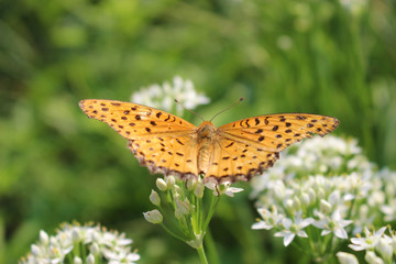 ニラの花の蜜を吸うツマグロヒョウモンのオス