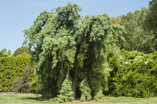 Southern Longleaf Pine Tree In Park In Summer Day