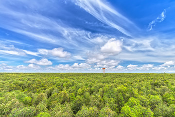 Fototapeta na wymiar Mangrove forests observatories with a beautiful morning sky, rising from the house like a giant mushroom forest reaching up to the sky to welcome the beautiful new day