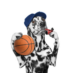 Cute dog with a ball and whistle