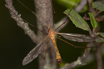 Macrophotographie d'un insecte: Tipula sp mâle