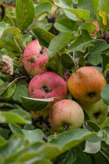 Äpfel im Biogarten