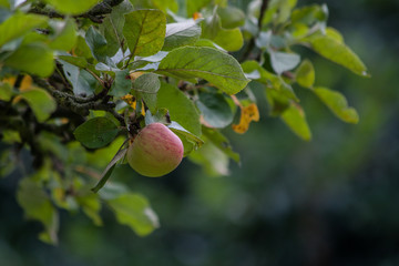 Äpfel im Biogarten