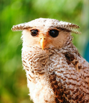 Spot-bellied Eagle Owl.

