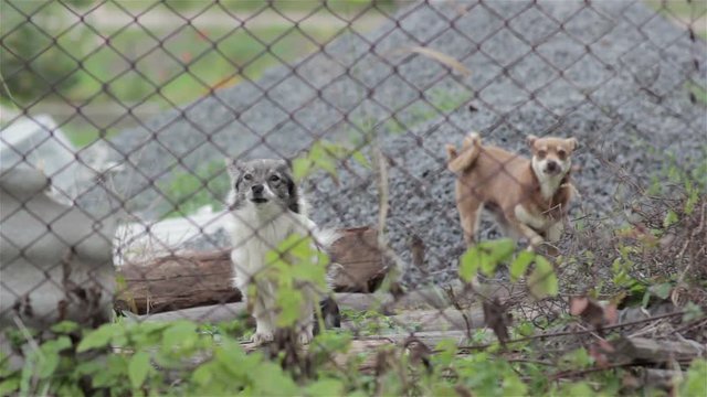 Two dogs barking/fence metal mesh, two dogs barking 