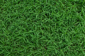 Grass texture