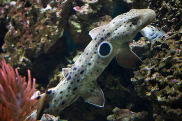 Epaulette shark (Hemiscyllium ocellatum).