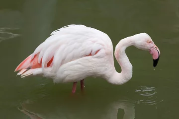 Papier Peint photo Lavable Flamant Greater flamingo (Phoenicopterus roseus).