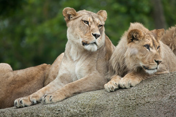 Fototapeta na wymiar Lioness and juvenile male lion (Panthera leo).