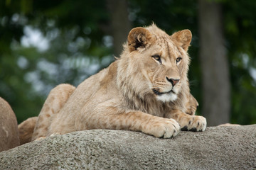 Obraz na płótnie Canvas Juvenile male lion (Panthera leo).