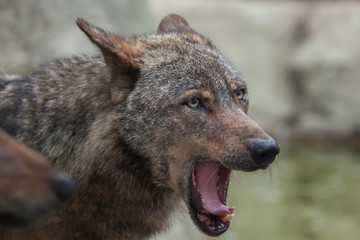 Iberian wolf (Canis lupus signatus).