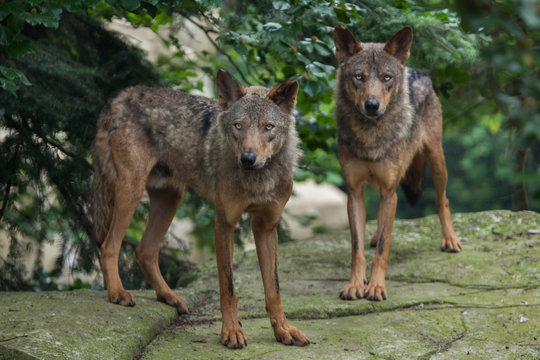 Fototapeta Iberian wolf (Canis lupus signatus).