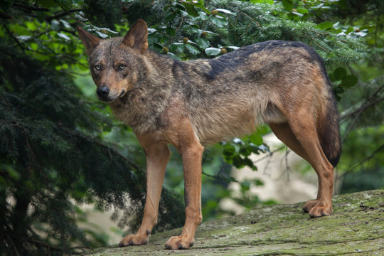 Fototapeta Iberian wolf (Canis lupus signatus).