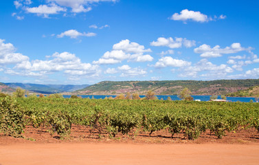 Weinanbau im Languedoc