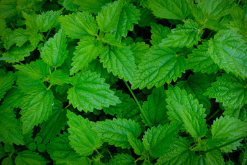 Nettles