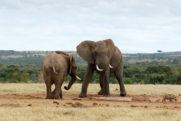 Fototapeta na wymiar Stand OFF African Bush Elephants