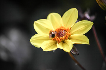 piccolo fiore giallo con ape