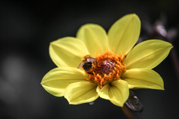 piccolo fiore giallo con ape