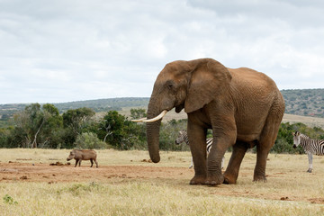 Take a photo of me The African Bush Elephant