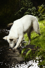 Nice young Swiss white shepherd in creek