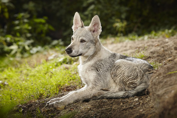 Wolfdog puppy male