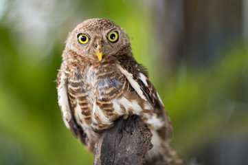 owls big yellow eyes on green blackground,wild animal in the nature,Thailand