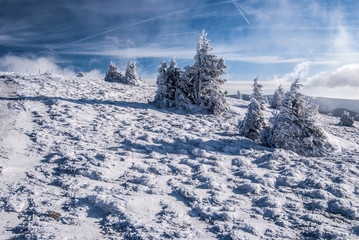 Fototapeta na wymiar winter mountain meadow with small trees and blue sky with few clouds in winter Fischbacher Alpen mountain near Grazer Stuhleck hill in Styria