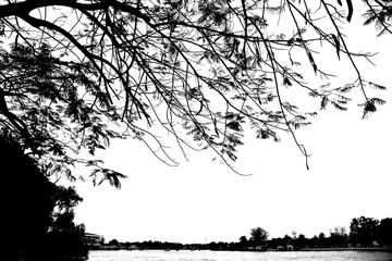 silhouette  tree on mae klong river Thailand 