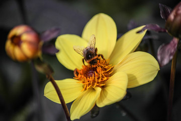 ape su un fiore giallo