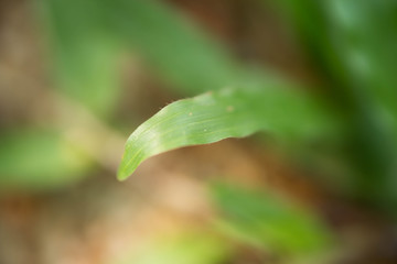 blur green leave of plants background