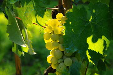 bunch of white grapes on the field, in a vineyard in Tuscany, near Florence, Italy