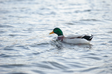 Mallard ducks swimming in Kawaguchiko lake, Japan.