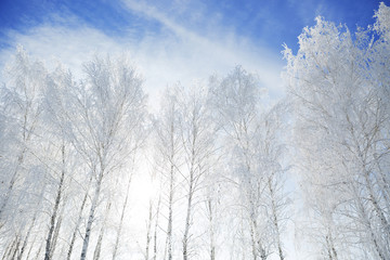 Winter park in snow. Snowy beautiful wite winter. Christmas background.