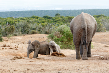 Smile were on camara - African Bush Elephant Family
