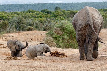 Come Kids - African Bush Elephant Family