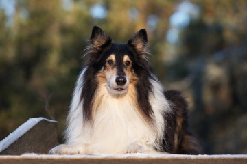 rough collie dog outdoors
