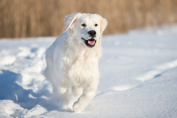 golden retriever dog running in the snow