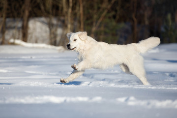 golden retriever puppy running in the snow