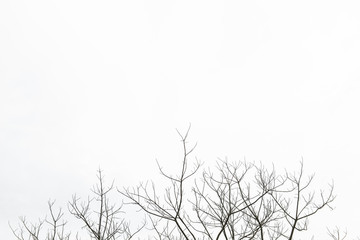dry tree image with a white background give lonely emotion feeling